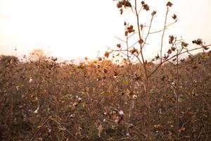 The Privilege of Sustainability